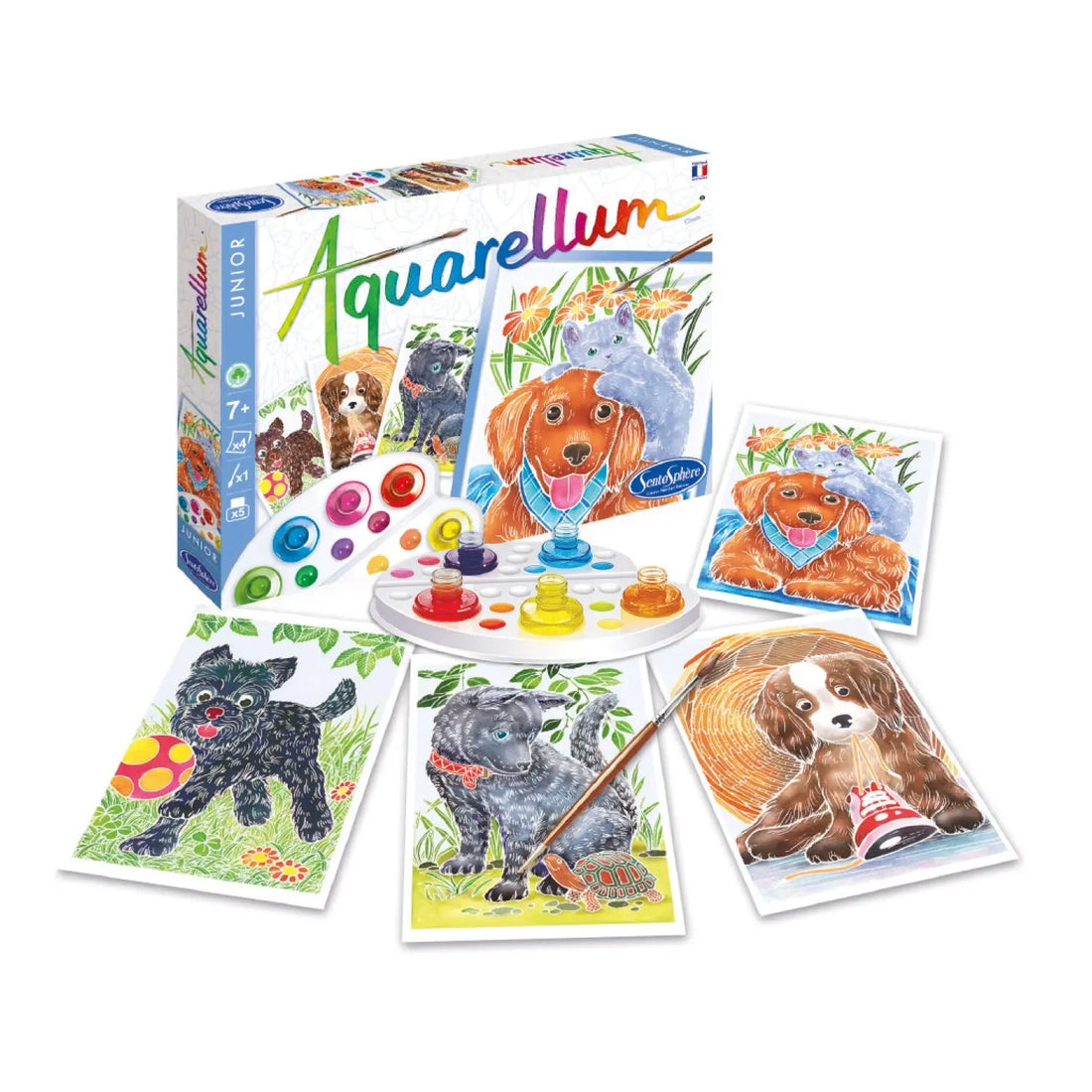 Aquarellum Junior - Chiots