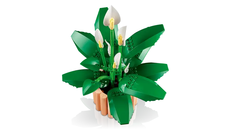 Peace Lily - Botanical Collection