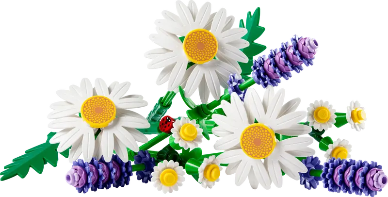 Daisies - Botanical Collection