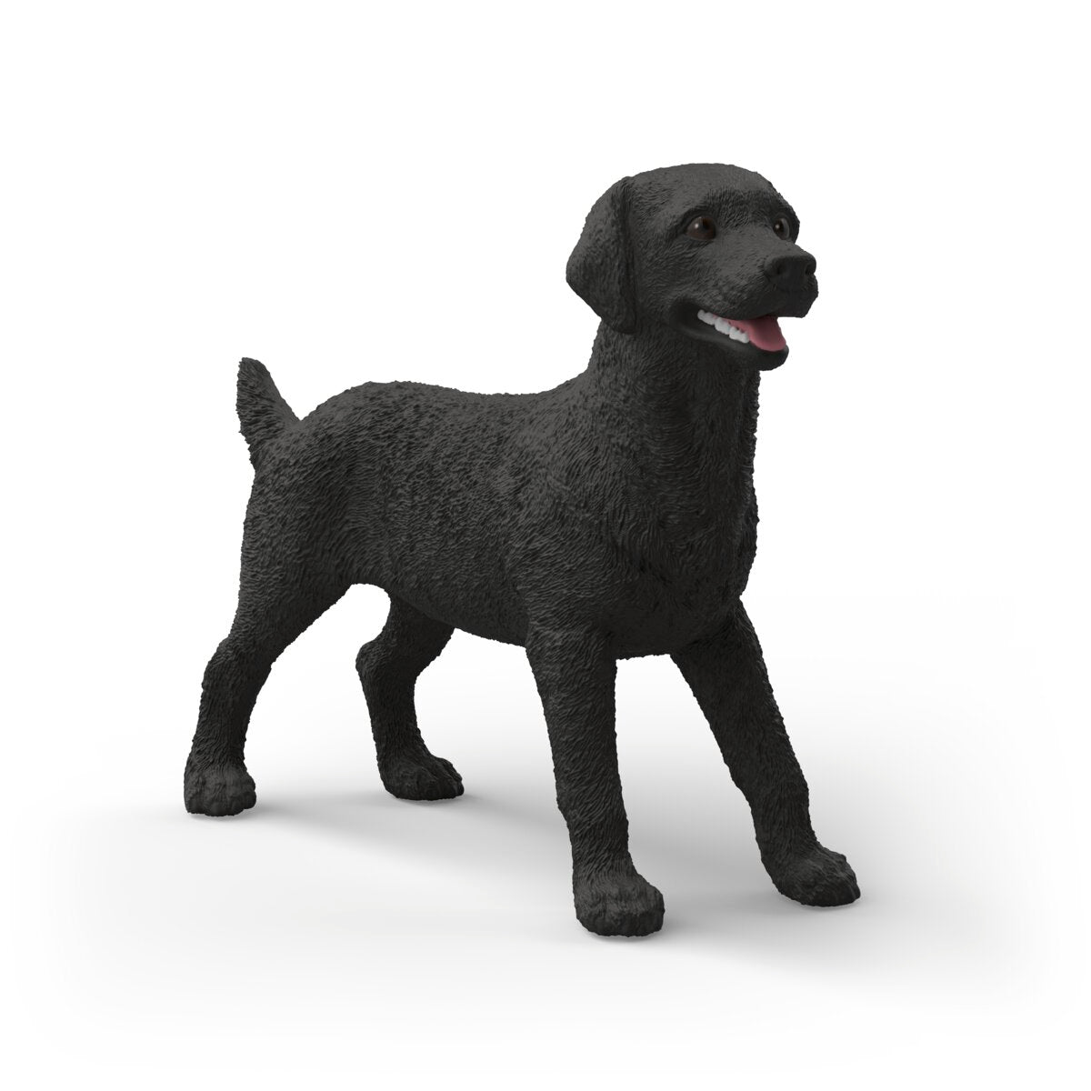 Femelle Labrador Retriever noire