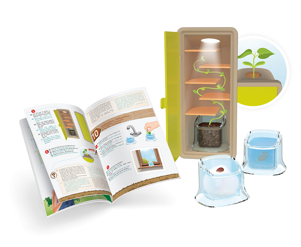 Buki - Petites pousses