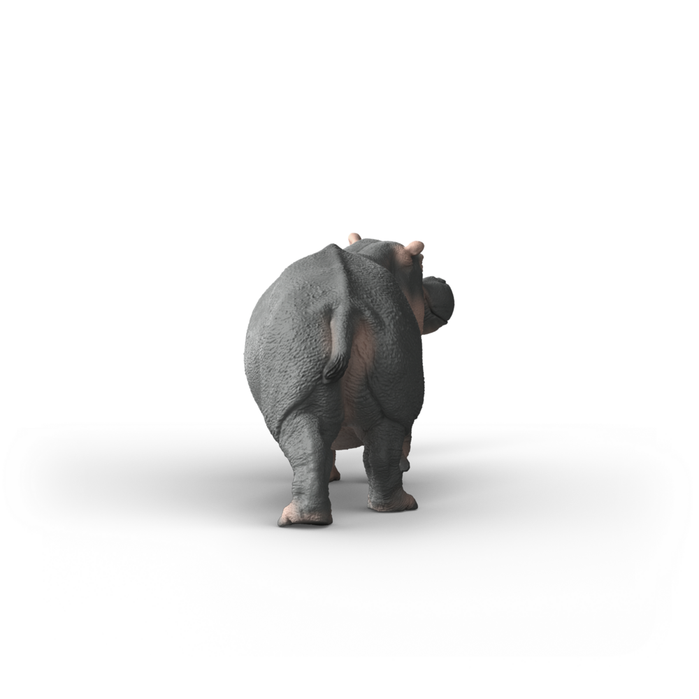 Hippopotamus