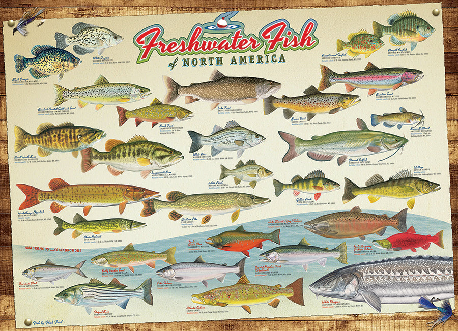 Freshwater Fish of North America - 1000 pcs