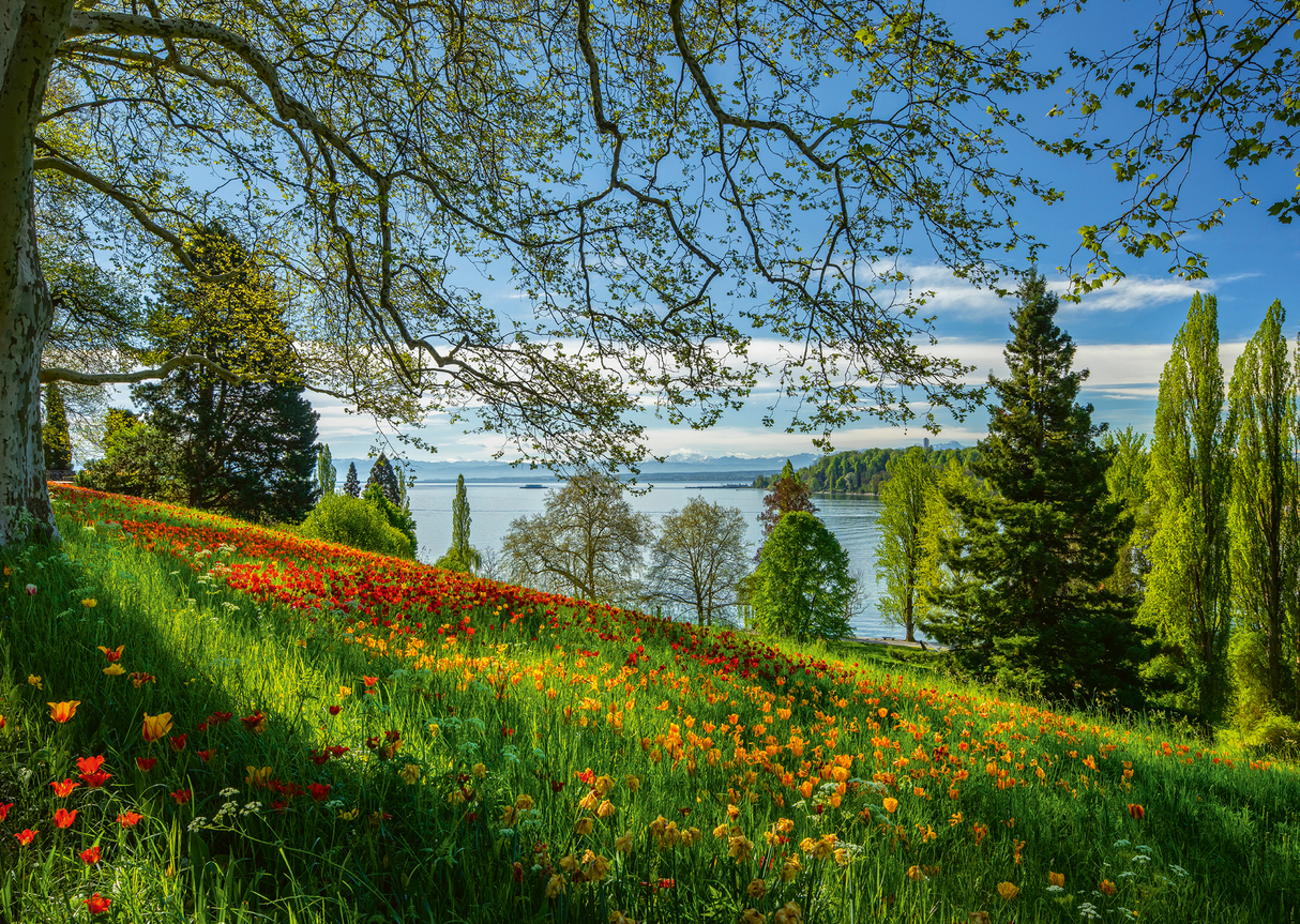 Tulips blooming on Mainau Island - 1000 pcs
