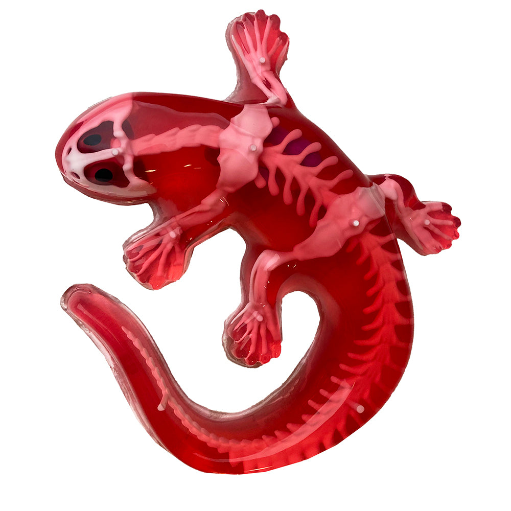 Dissect It - Salamandre