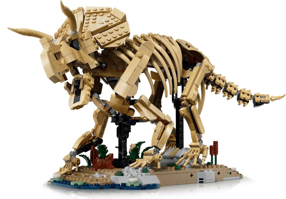 Dinosaur Fossils: Triceratops