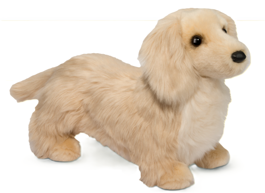 Haisley le Golden Teckel