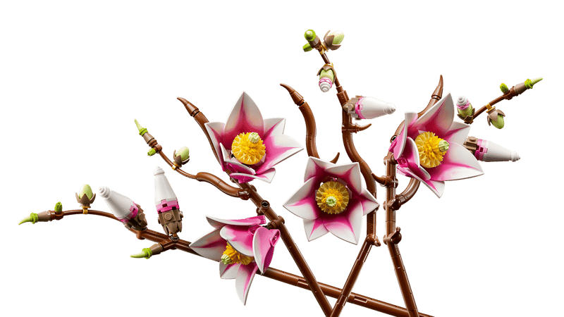 Les branches de Magnolia - Botanical Collection