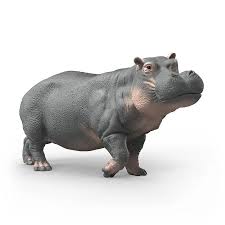 Hippopotamus