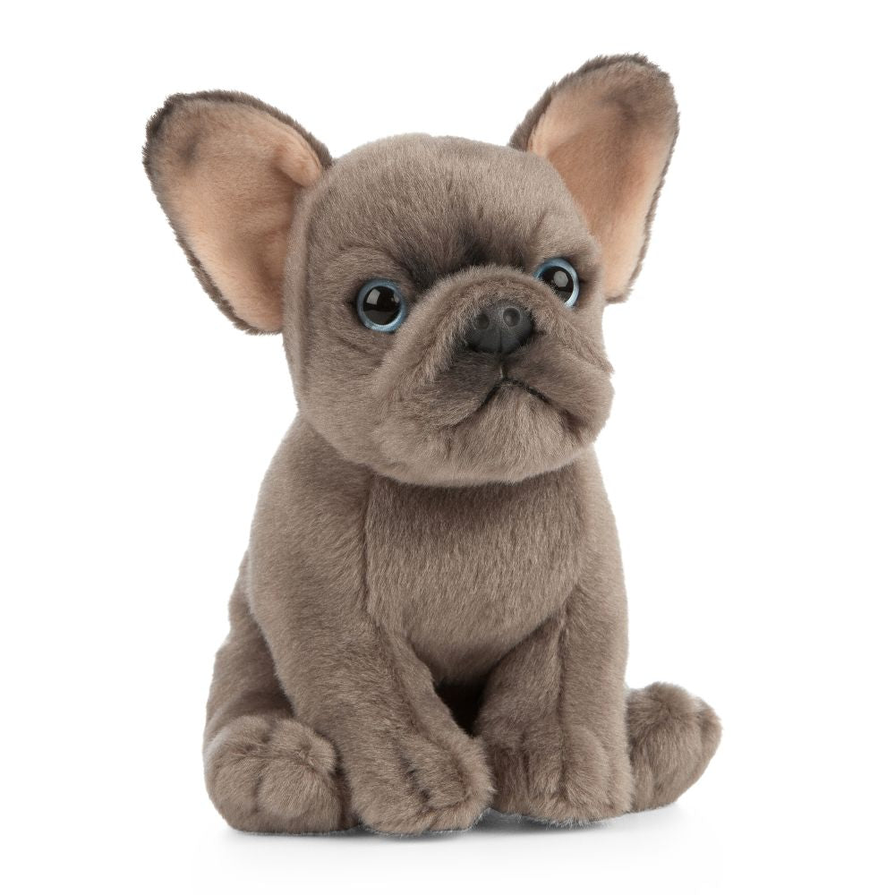 Puppy French Bulldog