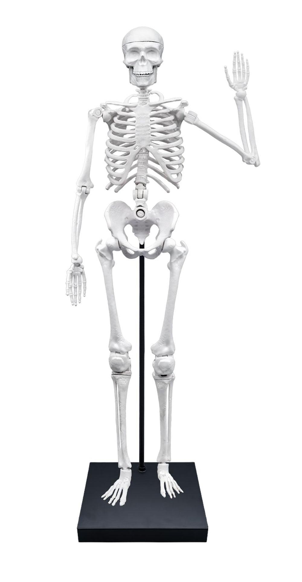 Squelette Géant 85cm (Multi) - La Ribouldingue
