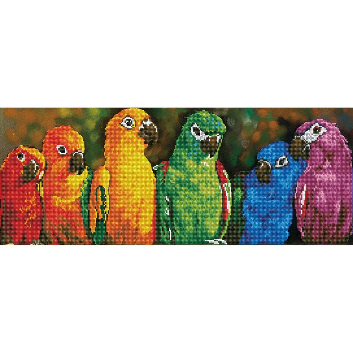 Rainbow Parrots - Intermédiaire - La Ribouldingue