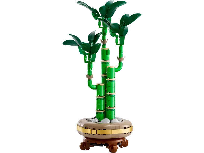 Lucky Bamboo - Botanical Collection