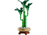 Lucky Bamboo - Botanical Collection
