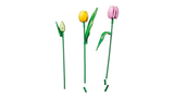 Le bouquet de tulipes - Botanical Collection
