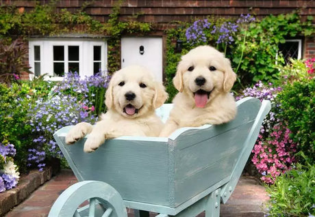 Golden Retriever - 200 mcx XL