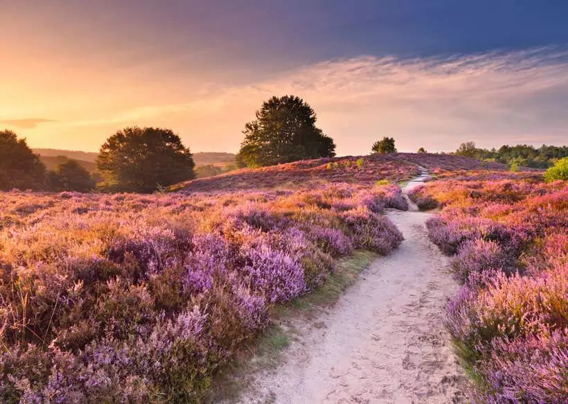 Pink Pathway - 1000 mcx
