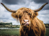 Puzzle moment - Bovin des Highlands - 300 mcx
