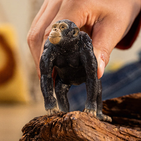 Chimpanzé