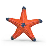 Étoile de mer à couleur changeante