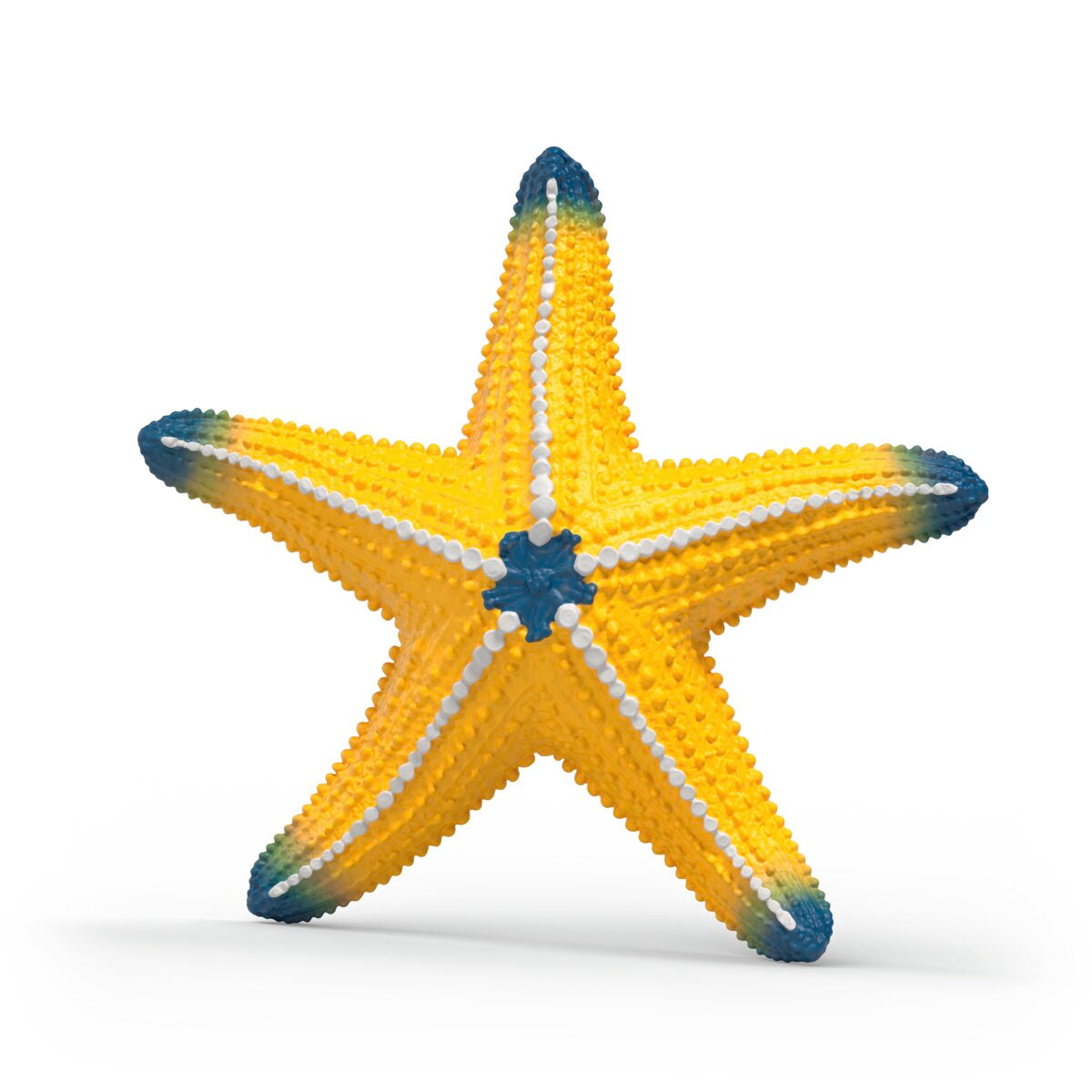 Étoile de mer à couleur changeante