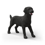Femelle Labrador Retriever noire