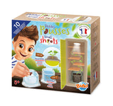Buki - Petites pousses