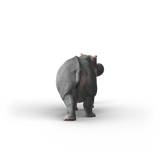  Hippopotamus 