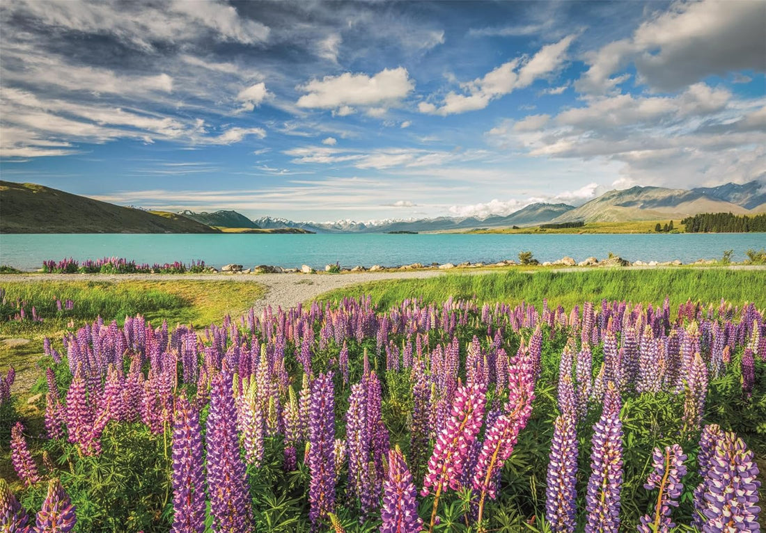 Lupins at Lake Tekapo - 1500 pcs