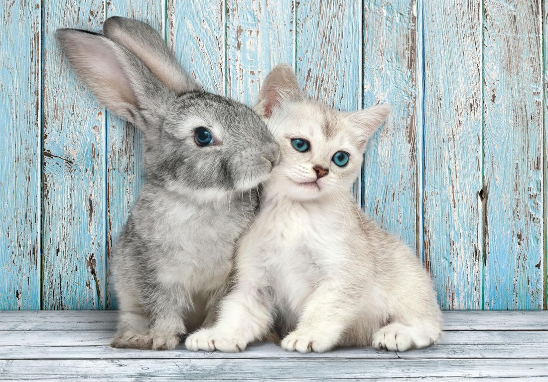 Chat et lapin - 500 mcx