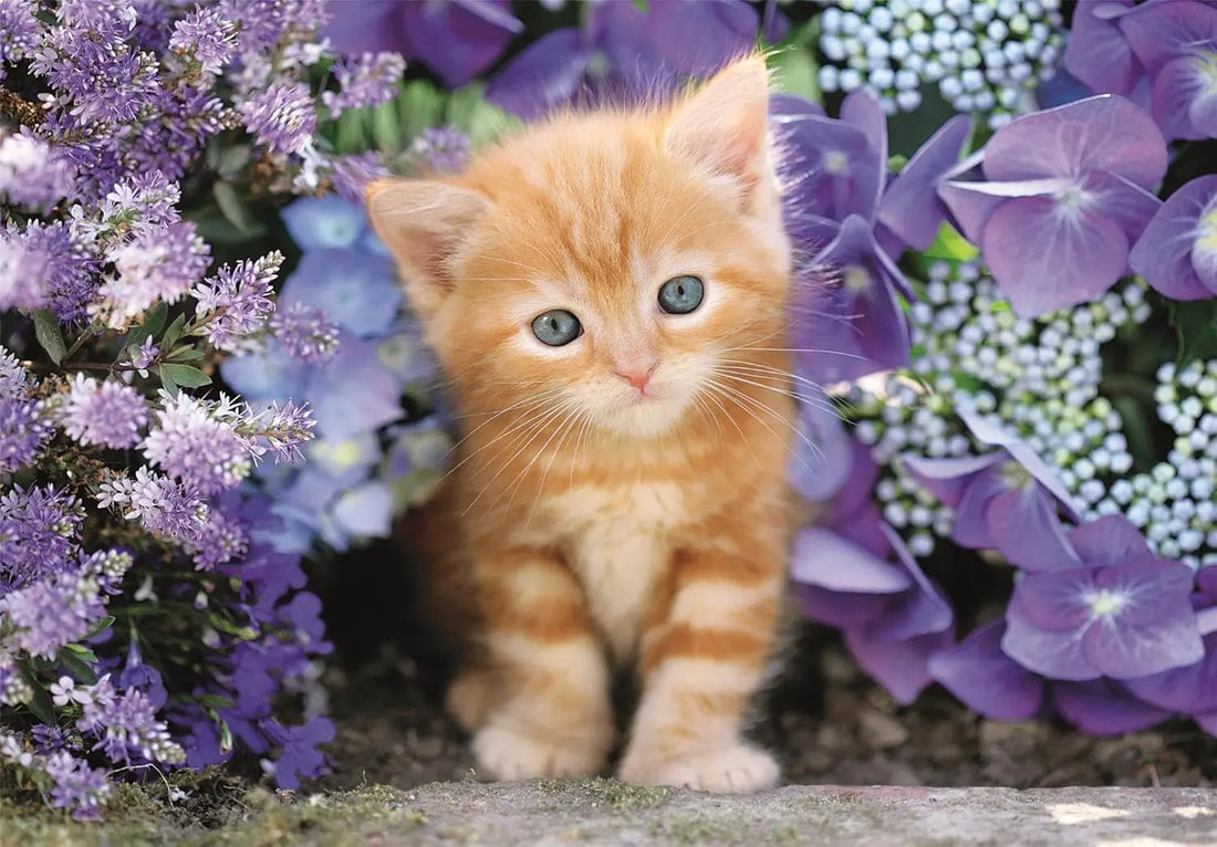 Ginger Kitten - 500 pcs