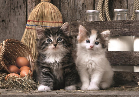 Cute Kittens - 1000 pcs