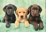 Three Labradors - 1000 pcs