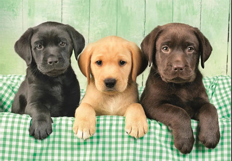 Three Labradors - 1000 pcs