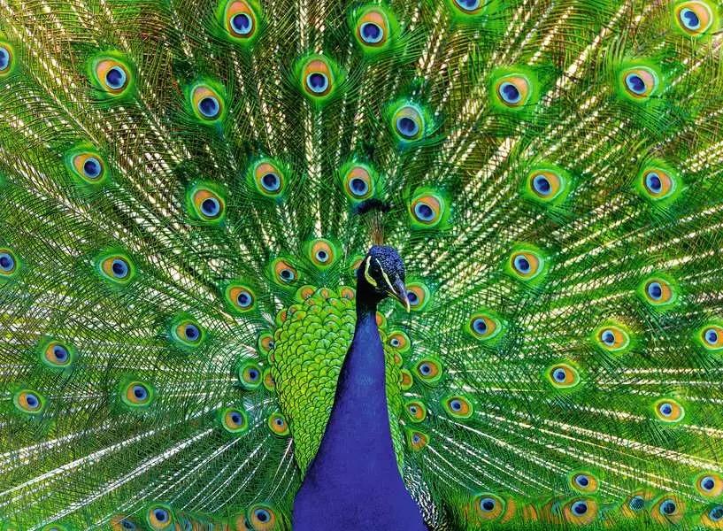 Peacock - Colorful Animals - 500 mcx