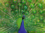 Peacock - Colorful Animals - 500 mcx