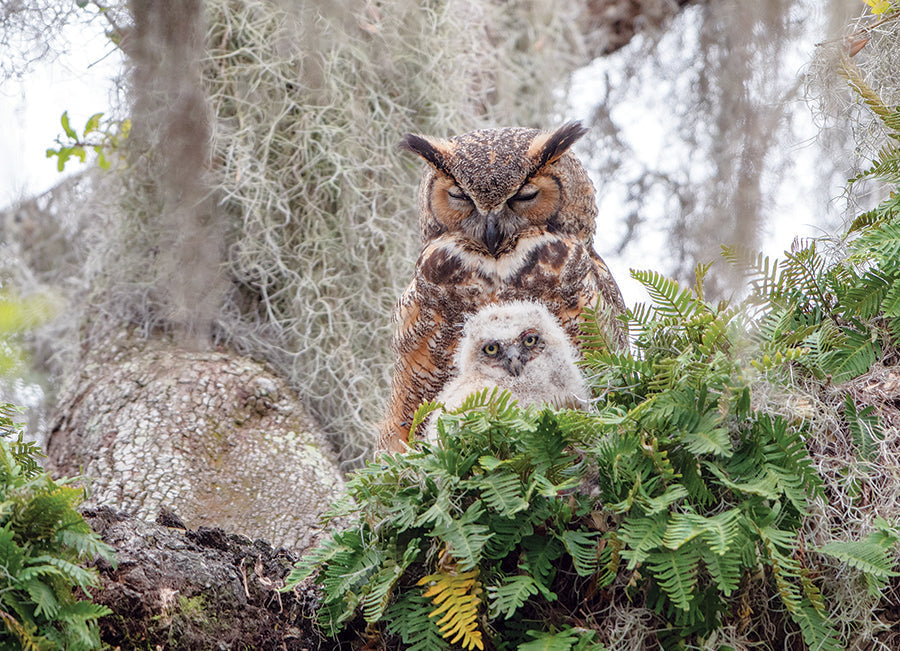Great Horned Owl - 1000 pcs