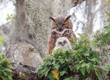 Great Horned Owl - 1000 pcs