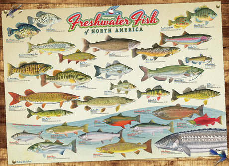 Freshwater Fish of North America - 1000 pcs