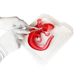 Dissect It - Salamandre