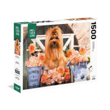 Cute Golden York - 1500 pcs