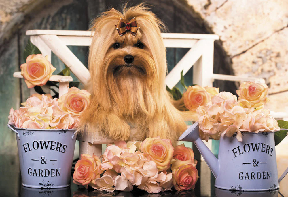 Cute Golden York - 1500 pcs