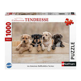 American Staffordshire Terriers - 1000 pcs