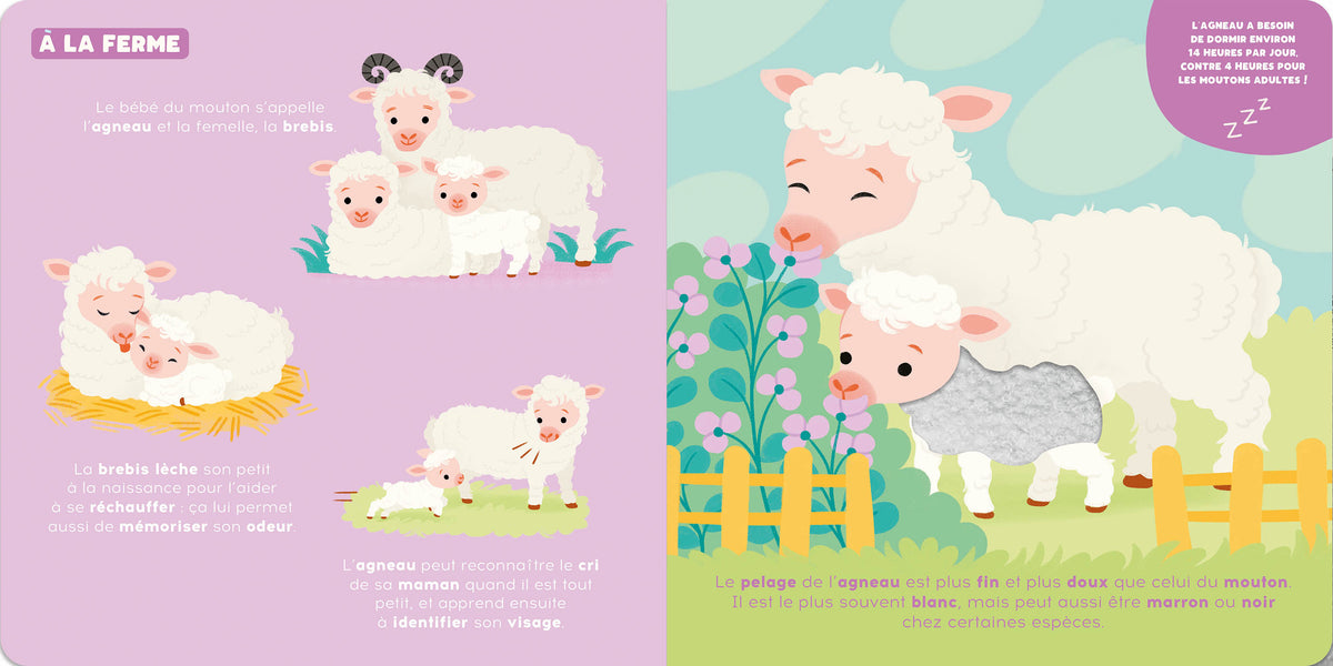 Livre - P'tit touche à tout - Les bébés animaux (Fr)