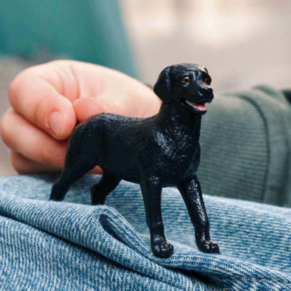 Femelle Labrador Retriever noire