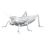 Metal Earth - Sauterelle