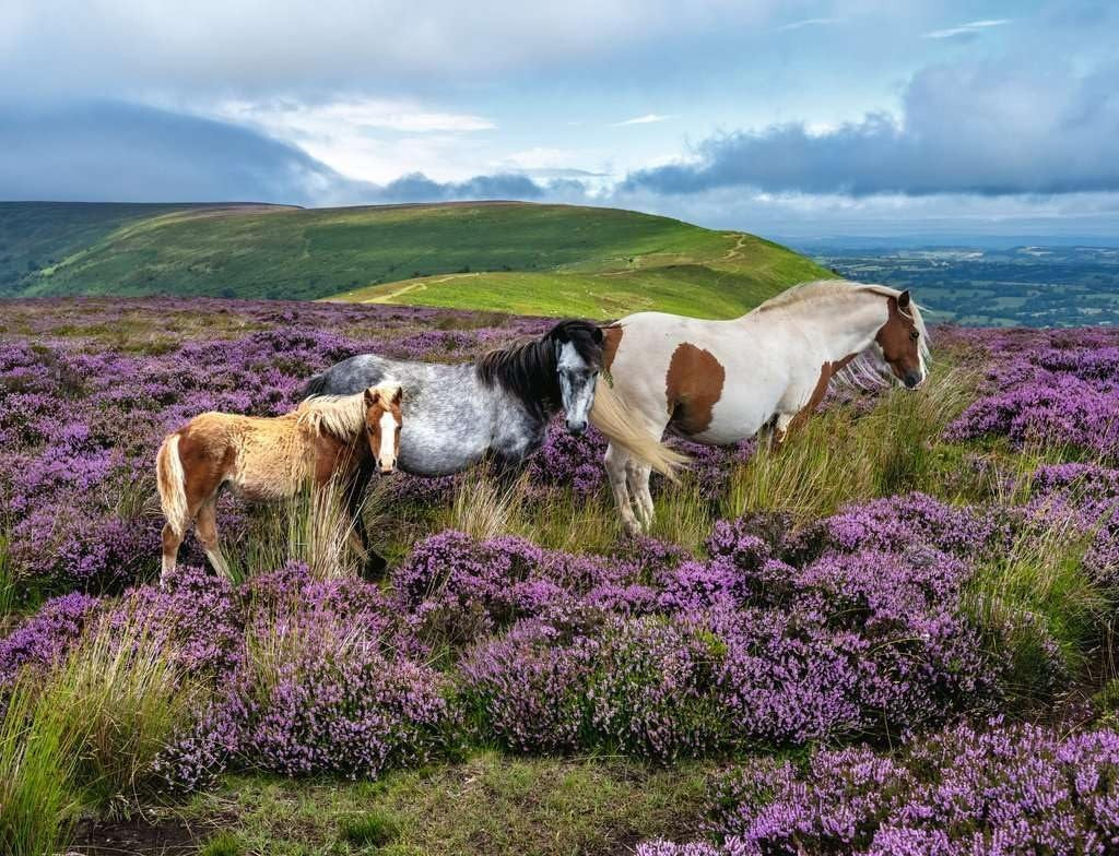 Wild Horses in the Heather - 2000 mcx