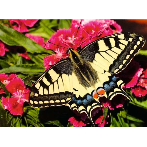 Papillon - Colorful Animals - 500 mcx