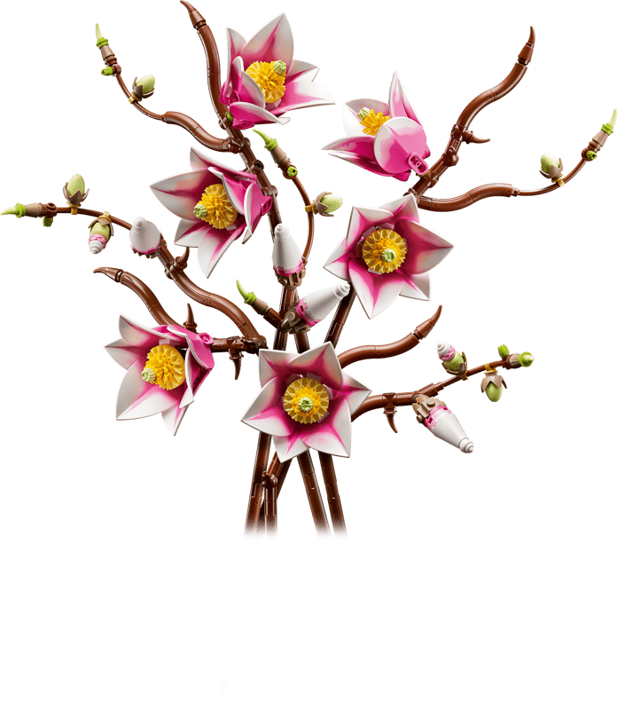 Les branches de Magnolia - Botanical Collection
