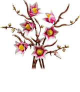 Les branches de Magnolia - Botanical Collection